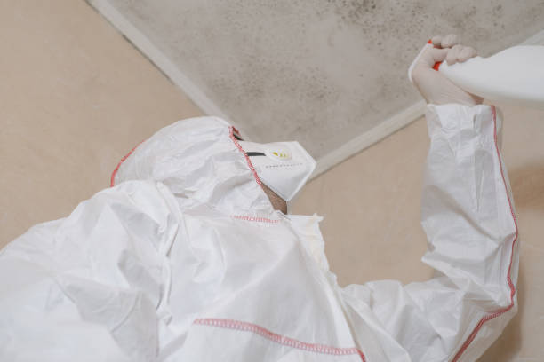 Best Black Mold Removal  in Perry Heights, OH
